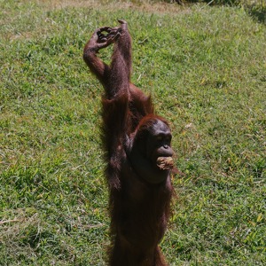 Fundraising Page: The Orangutan Champions